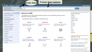 Protein Select Protease Homo sapiense
 