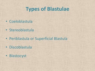 Types of Blastulae
• Coeloblastula
• Stereoblastula
• Periblastula or Superficial Blastula
• Discoblastula
• Blastocyst
 