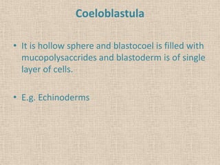 Coeloblastula
• It is hollow sphere and blastocoel is filled with
mucopolysaccrides and blastoderm is of single
layer of cells.
• E.g. Echinoderms
 