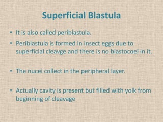 Superficial Blastula
• It is also called periblastula.
• Periblastula is formed in insect eggs due to
superficial cleavge and there is no blastocoel in it.
• The nucei collect in the peripheral layer.
• Actually cavity is present but filled with yolk from
beginning of cleavage
 
