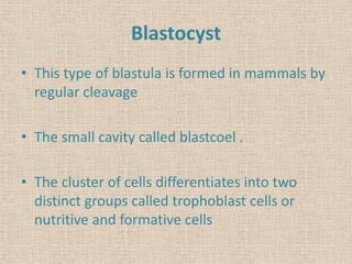 Blastocyst
• This type of blastula is formed in mammals by
regular cleavage
• The small cavity called blastcoel .
• The cluster of cells differentiates into two
distinct groups called trophoblast cells or
nutritive and formative cells
 
