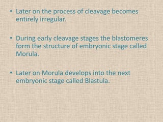 • Later on the process of cleavage becomes
entirely irregular.
• During early cleavage stages the blastomeres
form the structure of embryonic stage called
Morula.
• Later on Morula develops into the next
embryonic stage called Blastula.
 