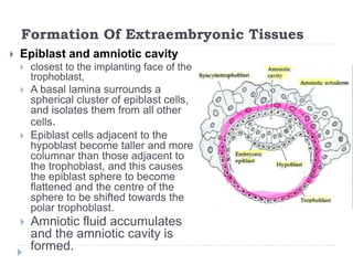 Formation Of Extraembryonic Tissues
 Epiblast and amniotic cavity
 closest to the implanting face of the
trophoblast,
 A basal lamina surrounds a
spherical cluster of epiblast cells,
and isolates them from all other
cells.
 Epiblast cells adjacent to the
hypoblast become taller and more
columnar than those adjacent to
the trophoblast, and this causes
the epiblast sphere to become
flattened and the centre of the
sphere to be shifted towards the
polar trophoblast.
 Amniotic fluid accumulates
and the amniotic cavity is
formed.
 