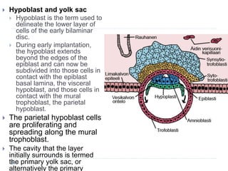  Hypoblast and yolk sac
 Hypoblast is the term used to
delineate the lower layer of
cells of the early bilaminar
disc.
 During early implantation,
the hypoblast extends
beyond the edges of the
epiblast and can now be
subdivided into those cells in
contact with the epiblast
basal lamina, the visceral
hypoblast, and those cells in
contact with the mural
trophoblast, the parietal
hypoblast.
 The parietal hypoblast cells
are proliferating and
spreading along the mural
trophoblast.
 The cavity that the layer
initially surrounds is termed
the primary yolk sac, or
alternatively the primary
 