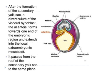  After the formation
of the secondary
yolk sac, a
diverticulum of the
visceral hypoblast,
the allantois, forms
towards one end of
the embryonic
region and extends
into the local
extraembryonic
mesoblast.
 It passes from the
roof of the
secondary yolk sac
to the same plane
 