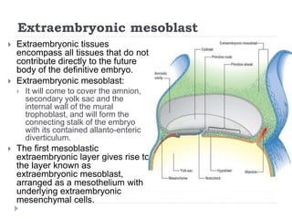 Extraembryonic mesoblast
 Extraembryonic tissues
encompass all tissues that do not
contribute directly to the future
body of the definitive embryo.
 Extraembryonic mesoblast:
 It will come to cover the amnion,
secondary yolk sac and the
internal wall of the mural
trophoblast, and will form the
connecting stalk of the embryo
with its contained allanto-enteric
diverticulum.
 The first mesoblastic
extraembryonic layer gives rise to
the layer known as
extraembryonic mesoblast,
arranged as a mesothelium with
underlying extraembryonic
mesenchymal cells.
 