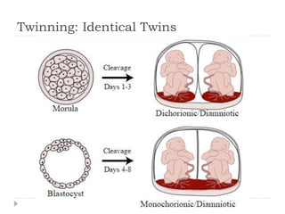 Twinning: Identical Twins
 
