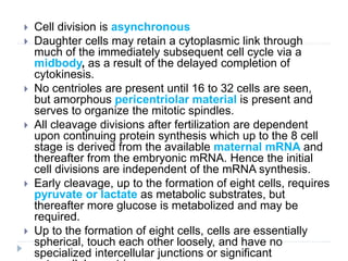  Cell division is asynchronous
 Daughter cells may retain a cytoplasmic link through
much of the immediately subsequent cell cycle via a
midbody, as a result of the delayed completion of
cytokinesis.
 No centrioles are present until 16 to 32 cells are seen,
but amorphous pericentriolar material is present and
serves to organize the mitotic spindles.
 All cleavage divisions after fertilization are dependent
upon continuing protein synthesis which up to the 8 cell
stage is derived from the available maternal mRNA and
thereafter from the embryonic mRNA. Hence the initial
cell divisions are independent of the mRNA synthesis.
 Early cleavage, up to the formation of eight cells, requires
pyruvate or lactate as metabolic substrates, but
thereafter more glucose is metabolized and may be
required.
 Up to the formation of eight cells, cells are essentially
spherical, touch each other loosely, and have no
specialized intercellular junctions or significant
 