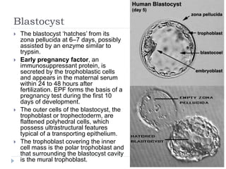 Blastocyst
 The blastocyst ‘hatches’ from its
zona pellucida at 6–7 days, possibly
assisted by an enzyme similar to
trypsin.
 Early pregnancy factor, an
immunosuppressant protein, is
secreted by the trophoblastic cells
and appears in the maternal serum
within 24 to 48 hours after
fertilization. EPF forms the basis of a
pregnancy test during the first 10
days of development.
 The outer cells of the blastocyst, the
trophoblast or trophectoderm, are
flattened polyhedral cells, which
possess ultrastructural features
typical of a transporting epithelium.
 The trophoblast covering the inner
cell mass is the polar trophoblast and
that surrounding the blastocyst cavity
is the mural trophoblast.
 