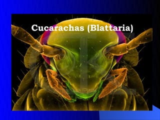 Cucarachas (Blattaria)
 