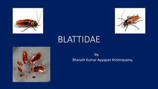 Blattidae | PPTX