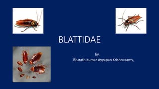 BLATTIDAE
by,
Bharath Kumar Ayyapan Krishnasamy,
 