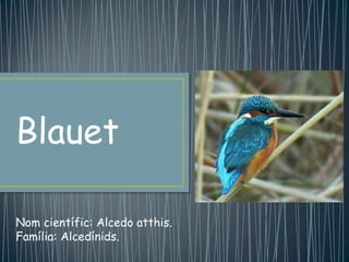 Blauet
Nom científic: Alcedo atthis.
Família: Alcedínids.
 