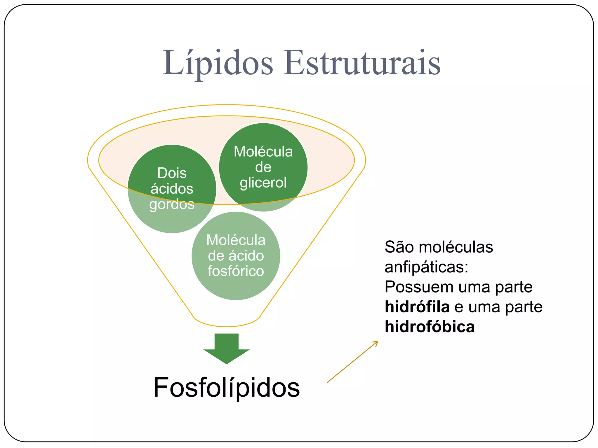 Lípidos Estruturais
Fosfolípidos
Molécula
de ácido
fosfórico
Dois
ácidos
gordos
Molécula
de
glicerol
São moléculas
anfipáticas:
Possuem uma parte
hidrófila e uma parte
hidrofóbica