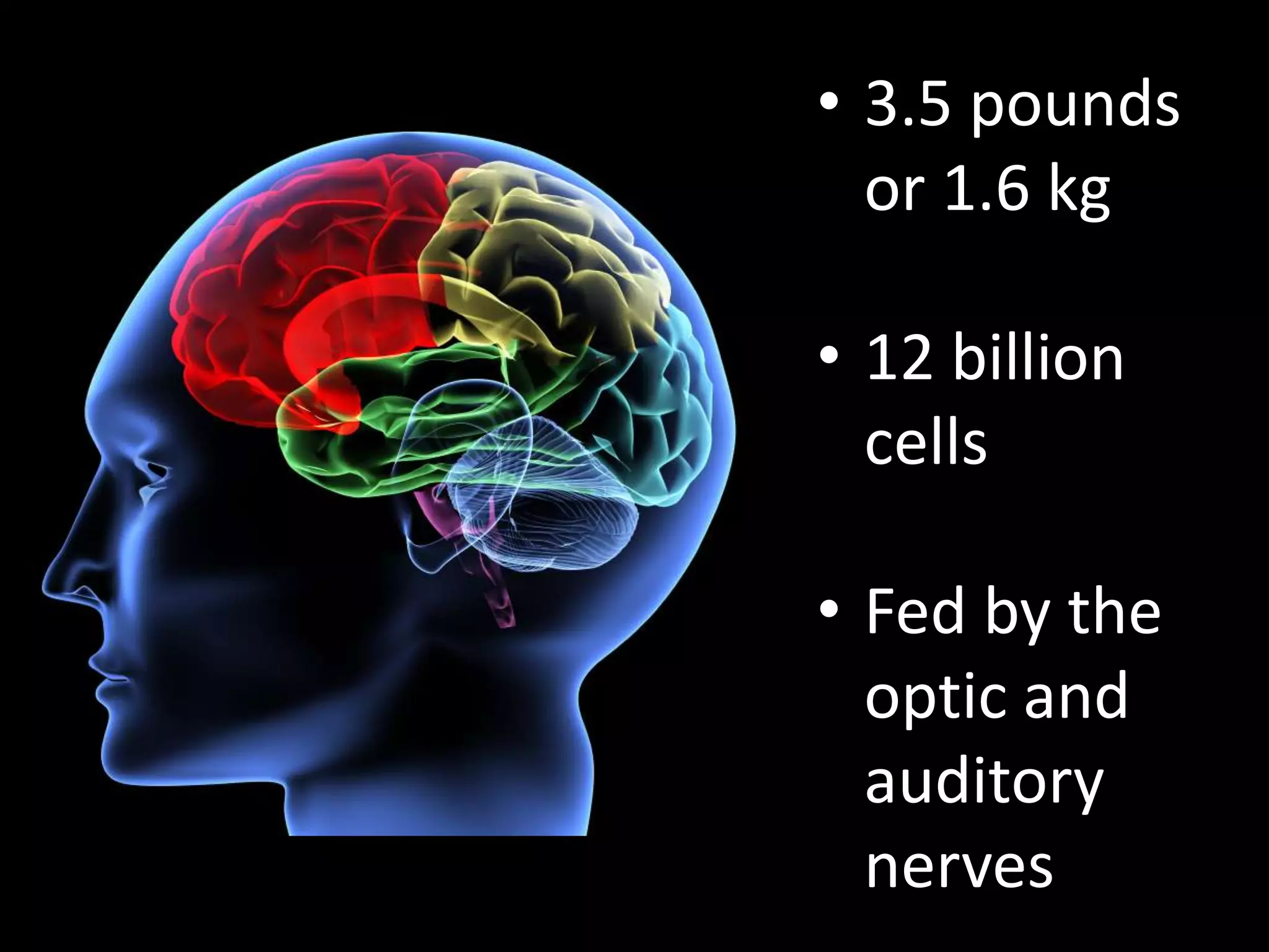 3.5 pounds or 1.6 kg