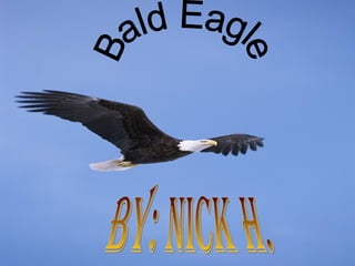 By: Nick H. Bald Eagle 