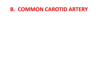 B. COMMON CAROTID ARTERY
 