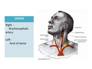 ORIGIN

Right :
   Brachiocephalic
artery

Left:
   Arch of Aorta
 