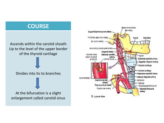COURSE

Ascends within the carotid sheath
Up to the level of the upper border
      of the thyroid cartilage



    Divides into its to branches



   At the bifurcation is a slight
 enlargement called carotid sinus
 