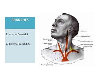BRANCHES


1. Internal Carotid A.


2. External Carotid A.
 