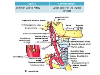 ORIGIN             Commencement
Common Carotid Artery   Upper border of the thyroid
                                cartilage
 