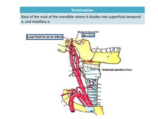 Termination
Back of the neck of the mandible where it divides into superficial temporal
a. and maxillary a.
 