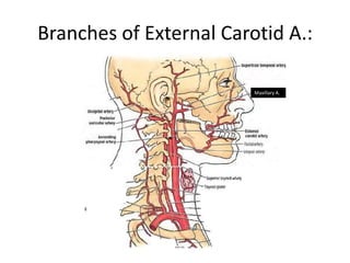 Branches of External Carotid A.:

                         Maxillary A.
 