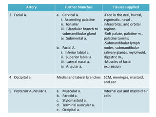 Artery                 Further branches             Tissues supplied

3. Facial A.                a. Cervical A.                -Face in the oral, buccal,
                               i. Ascending palatine      zygomatic, nasal ,
                               ii. Tonsillar              infraorbital, and orbital
                               iii. Glandular branch to   regions.
                                 submandibular gland      -Soft palate, palatine m.,
                               iv. Submental a.           palatine tonsils;
                                                          -Submandibular lymph
                            b. Facial A.                  nodes, submandibular
                               i. Inferior labial a.      salivary glands, mylohyoid,
                               ii. Superior labial a.     digastric m.,
                               iii. Lateral nasal a.      -Muscles of facial
                               iv. Angular a.             expression

4. Occipital a.             Medial and lateral branches SCM, meninges, mastoid,
                                                        and ear.

5. Posterior Auricular a.   a.   Muscular a.              Internal ear and mastoid air
                            b.   Parotid a.               cells
                            c.   Stylomastoid a.
                            d.   Terminal auricular a.
                            e.   Occipital a.
 