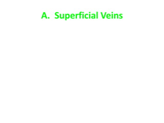 A. Superficial Veins
 