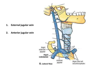 1.   External jugular vein

2.   Anterior jugular vein
 