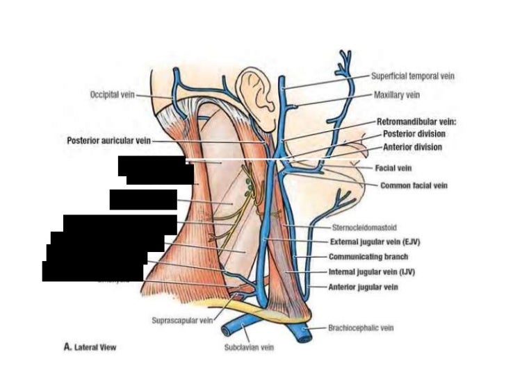 supply lines back 4 blood supply lines back 4 blood
