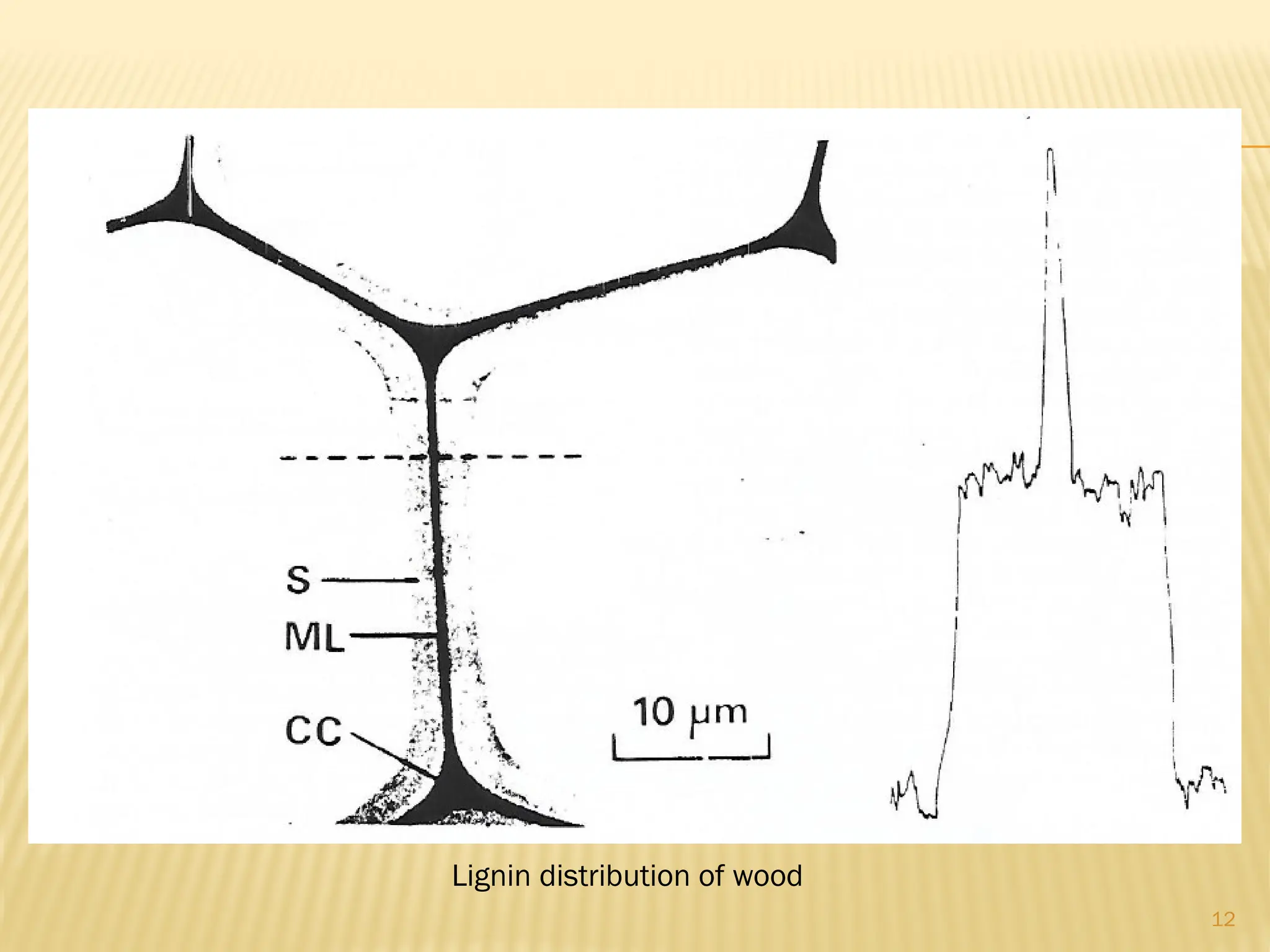 12
Lignin distribution of wood
 