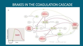 BRAKES IN THE COAGULATION CASCADE
 