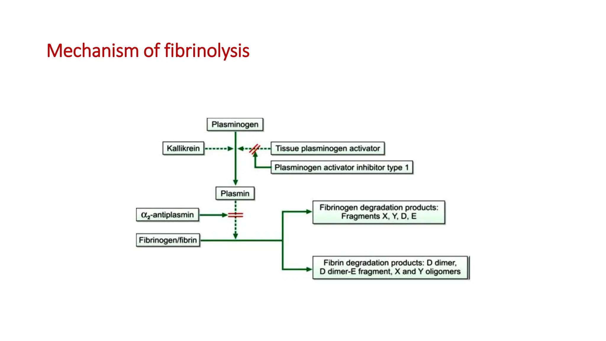 Mechanism of fibrinolysis
 