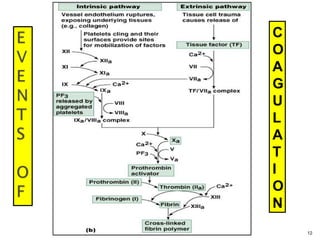 12
C
O
A
G
U
L
A
T
I
O
N
 