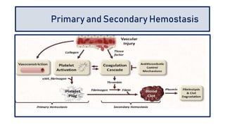 bleeding disorders 1 Dr.Nannika Pradhan | PPTX
