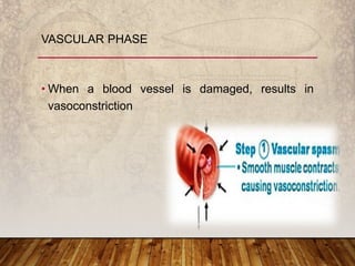 • When a blood vessel is damaged, results in
vasoconstriction
VASCULAR PHASE
 