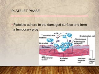• Platelets adhere to the damaged surface and form
a temporary plug
PLATELET PHASE
 