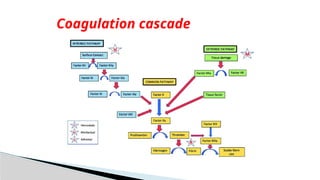 Coagulation cascade
 