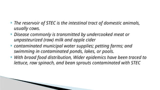  The reservoir of STEC is the intestinal tract of domestic animals,
usually cows.
 Disease commonly is transmitted by undercooked meat or
unpasteurized (raw) milk and apple cider
 contaminated municipal water supplies; petting farms; and
swimming in contaminated ponds, lakes, or pools.
 With broad food distribution, Wider epidemics have been traced to
lettuce, raw spinach, and bean sprouts contaminated with STEC
 