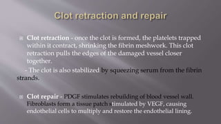  Clot retraction - once the clot is formed, the platelets trapped
within it contract, shrinking the ﬁbrin meshwork. This clot
retraction pulls the edges of the damaged vessel closer
together.
- The clot is also stabilized by squeezing serum from the fibrin
strands.
 Clot repair - PDGF stimulates rebuilding of blood vessel wall.
Fibroblasts form a tissue patch stimulated by VEGF, causing
endothelial cells to multiply and restore the endothelial lining.
 