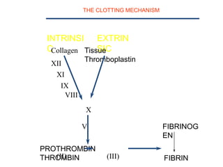 THE CLOTTING MECHANISM
INTRINSI
C
EXTRIN
SIC
PROTHROMBIN
THROMBIN
FIBRINOG
EN
FIBRIN(II) (III)
(I)
V
X
Tissue
Thromboplastin
Collagen
VII
XII
XI
IX
VIII
 