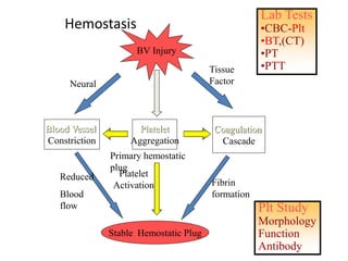 Hemostasis
BV Injury
Platelet
Aggregation
Platelet
Activation
Blood Vessel
Constriction
Coagulation
Cascade
Stable Hemostatic Plug
Fibrin
formation
Reduced
Blood
flow
Tissue
Factor
Primary hemostatic
plug
Neural
Lab Tests
•CBC-Plt
•BT,(CT)
•PT
•PTT
Plt Study
Morphology
Function
Antibody
 