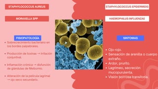 MORAXELLA SPP HAEMOPHILUS INFLUENZAE
STAPHYLOCOCCUS AUREUS STAPHYLOCOCCUS EPIDERMIDIS
Sobrecrecimiento bacteriano en
los bordes palpebrales.
Producción de toxinas →irritación
conjuntival.
Inflamación crónica →disfunción
de glándulas de Meibomio.
Alteración de la película lagrimal
→ojo seco secundario.
Ojo rojo.
Sensación de arenilla o cuerpo
extraño.
Ardor, prurito.
Lagrimeo, secreción
mucopurulenta.
Visión borrosa transitoria.
FISIOPATOLOGÍA SINTOMAS
 