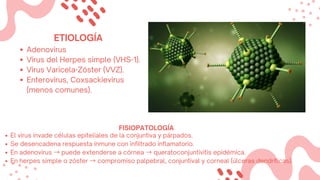 Adenovirus
Virus del Herpes simple (VHS-1).
Virus Varicela-Zóster (VVZ).
Enterovirus, Coxsackievirus
(menos comunes).
ETIOLOGÍA
El virus invade células epiteliales de la conjuntiva y párpados.
Se desencadena respuesta inmune con infiltrado inflamatorio.
En adenovirus →puede extenderse a córnea →queratoconjuntivitis epidémica.
En herpes simple o zóster →compromiso palpebral, conjuntival y corneal (úlceras dendríticas).
FISIOPATOLOGÍA
 