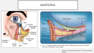Anatomía quirúrgica palpebrofacial. Mª Teresa Vozmediano
Serrano
ANATOMIA
 