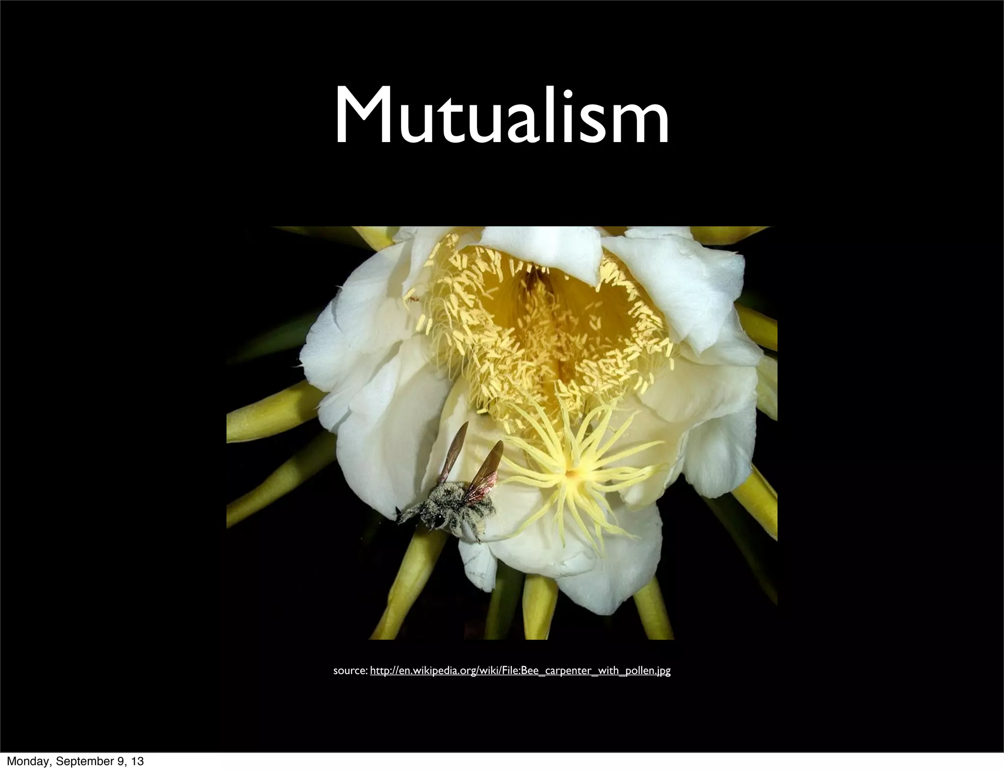 Mutualism
source: http://en.wikipedia.org/wiki/File:Bee_carpenter_with_pollen.jpg
Monday, September 9, 13
 