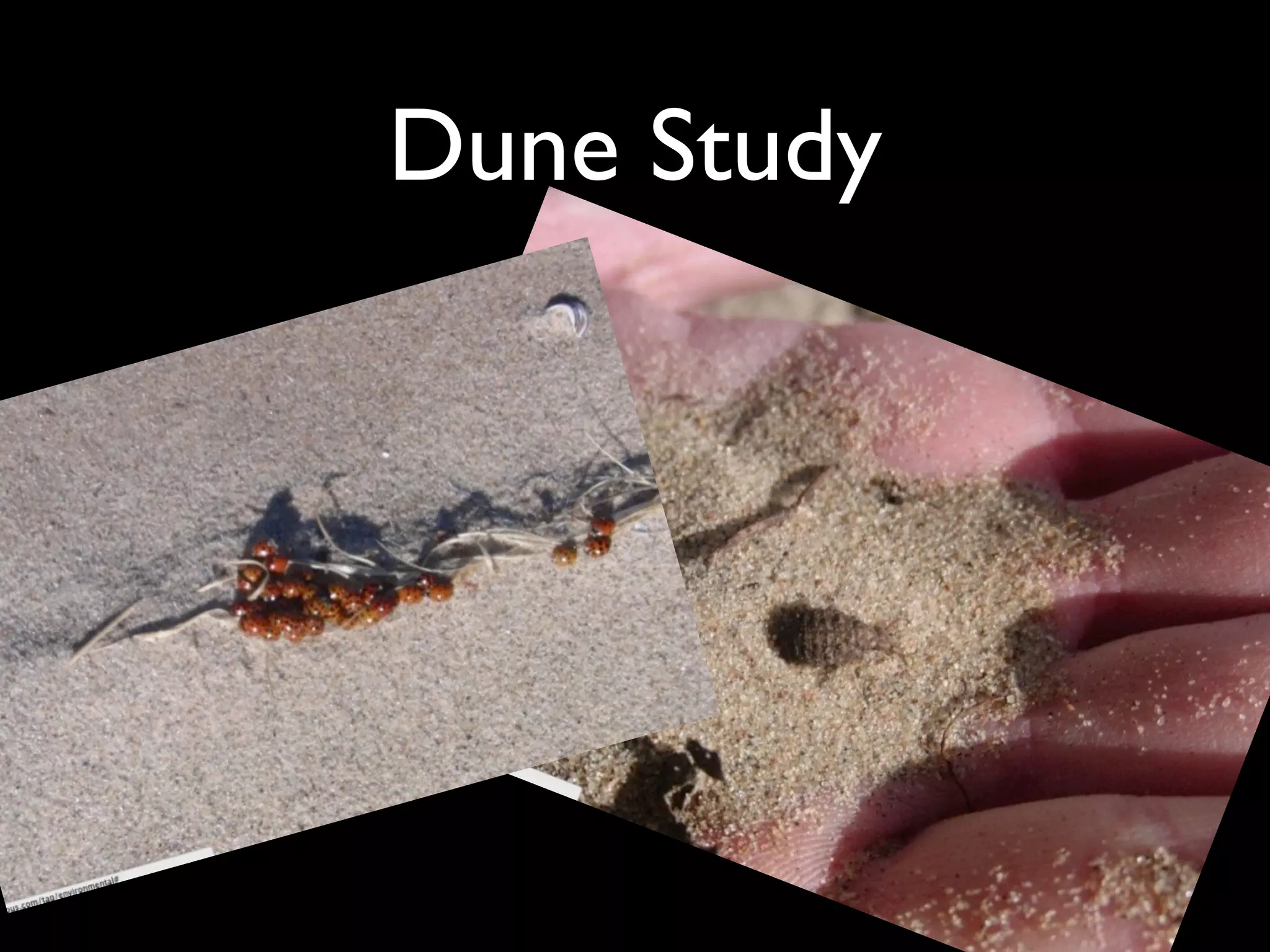 Dune Study
 
