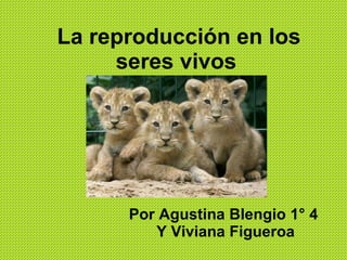 La reproducción en los seres vivos   Por Agustina Blengio 1 °  4  Y Viviana Figueroa 