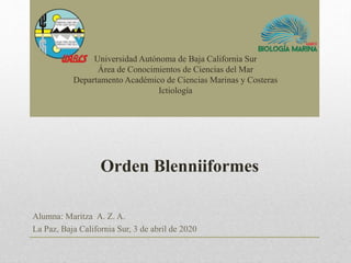 Alumna: Maritza A. Z. A.
La Paz, Baja California Sur, 3 de abril de 2020
Universidad Autónoma de Baja California Sur
Área de Conocimientos de Ciencias del Mar
Departamento Académico de Ciencias Marinas y Costeras
Ictiología
Orden Blenniiformes
 
